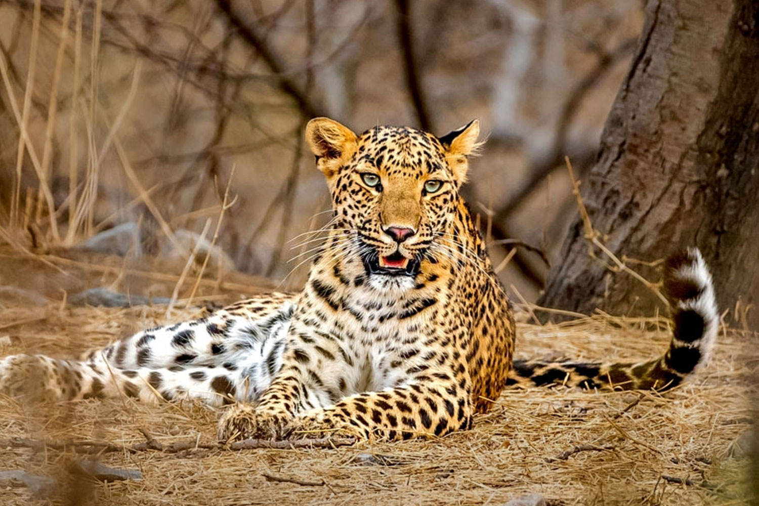 Leopard on a tree in Gir sanctuary